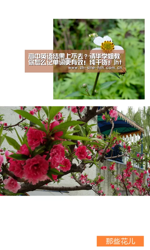 
高中英语结果上不去？清华学姐教你怎么记单词更有效！纯干货！|hth中国